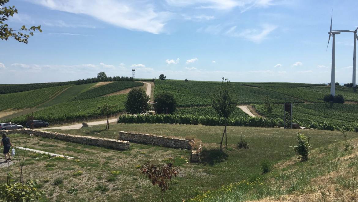 Herbst-Wanderung durch Rheinhessen 2020
