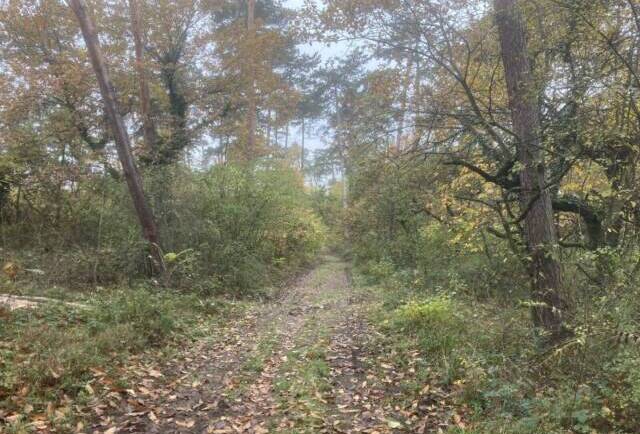 unterwegs sein am 03. Dezember 2023 Rundwanderung Lennebergwald